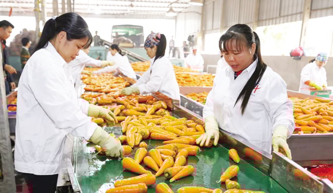 Công nhân phân loại cà rốt trước khi đưa vào đóng gói đưa đi tiêu thụ. Công nhân phân loại cà rốt trước khi đưa vào đóng gói đưa đi tiêu thụ.