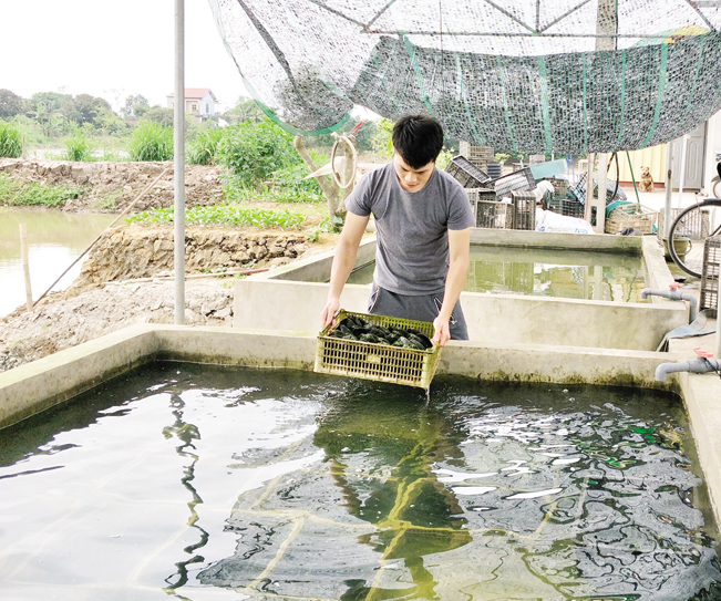 Anh Nguyễn Cao Cầu là một trong những người đầu tiên đầu tư nghiên cứu thành công công nghệ cấy ghép ngọc trai nước ngọt ở Việt Nam. Anh Nguyễn Cao Cầu là một trong những người đầu tiên đầu tư nghiên cứu thành công công nghệ cấy ghép ngọc trai nước ngọt ở Việt Nam.