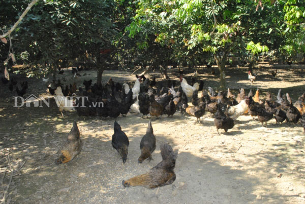 Thời điểm cách đây hơn ba năm khi chưa có nhiều kinh nghiệm chăn nuôi và thị trường thì mọi thứ với gia đình chị Lan Anh còn tương đối khó khăn. Ảnh: Nguyễn Quỳnh Thời điểm cách đây hơn ba năm khi chưa có nhiều kinh nghiệm chăn nuôi và thị trường thì mọi thứ với gia đình chị Lan Anh còn tương đối khó khăn. Ảnh: Nguyễn Quỳnh