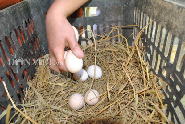 Theo chị Lan Anh, trứng gà Mông đen có phần lòng đỏ nhiều hơn các loại trứng khác, hương vị thơm ngon và rất tốt cho sức khỏe. Ảnh: Nguyễn Quỳnh Theo chị Lan Anh, trứng gà Mông đen có phần lòng đỏ nhiều hơn các loại trứng khác, hương vị thơm ngon và rất tốt cho sức khỏe. Ảnh: Nguyễn Quỳnh