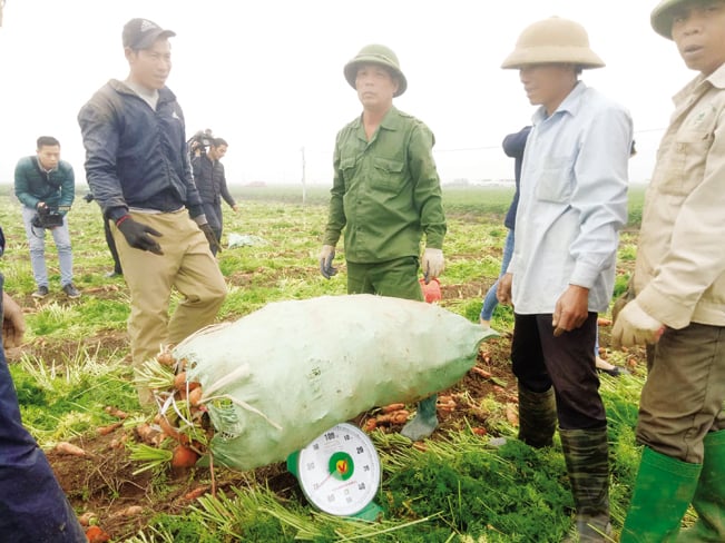 Thương lái đến tận ruộng thu mua cà rốt cho bà con. Loại to, đều, không bị sứt sẹo giá thu mua từ 3.000 – 3.500 đồng/kg; loại xấu hơn giá từ 200 – 500 đồng/kg. Thương lái đến tận ruộng thu mua cà rốt cho bà con. Loại to, đều, không bị sứt sẹo giá thu mua từ 3.000 – 3.500 đồng/kg; loại xấu hơn giá từ 200 – 500 đồng/kg.