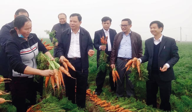Bộ trưởng Bộ NN&PTNT Nguyễn Xuân Cường thăm vùng trồng cà rốt của nông dân Đức Chính và bày tỏ sự phấn khởi khi cây cà rốt vụ đông ở đây đã được phát triển thành vùng hàng hóa rộng lớn, giá trị thu nhập cao gấp nhiều lần so với cây lúa. Bộ trưởng Bộ NN&PTNT Nguyễn Xuân Cường thăm vùng trồng cà rốt của nông dân Đức Chính và bày tỏ sự phấn khởi khi cây cà rốt vụ đông ở đây đã được phát triển thành vùng hàng hóa rộng lớn, giá trị thu nhập cao gấp nhiều lần so với cây lúa.