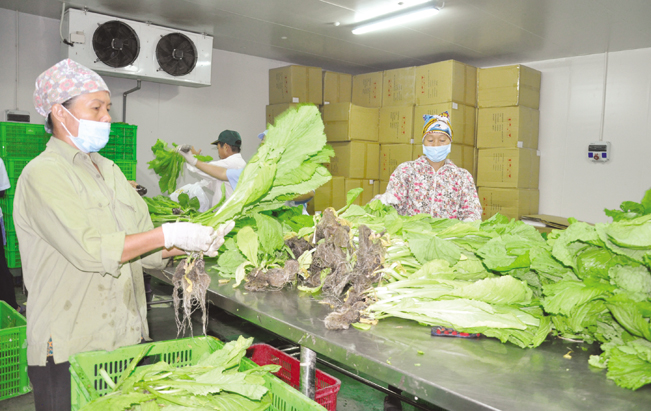 Sản phẩm từ mô hình nông nghiệp thông minh cuả anh Cường đang được người tiêu dùng trong và ngoài tỉnh Thái Nguyên biết đến và mua nhiều. Sản phẩm từ mô hình nông nghiệp thông minh cuả anh Cường đang được người tiêu dùng trong và ngoài tỉnh Thái Nguyên biết đến và mua nhiều.
