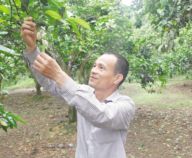 Anh Nguyễn Quang Huy kiểm tra bưởi Diễn ra hoa. Anh Nguyễn Quang Huy kiểm tra bưởi Diễn ra hoa.