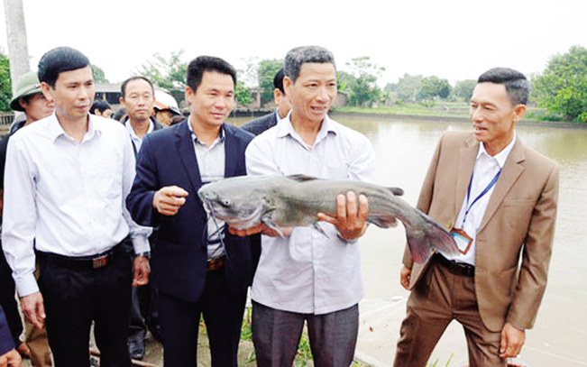 Cá nheo Mỹ dễ nuôi, nhiều ưu điểm nên được người dân chuộng nuôi. I.T Cá nheo Mỹ dễ nuôi, nhiều ưu điểm nên được người dân chuộng nuôi. I.T