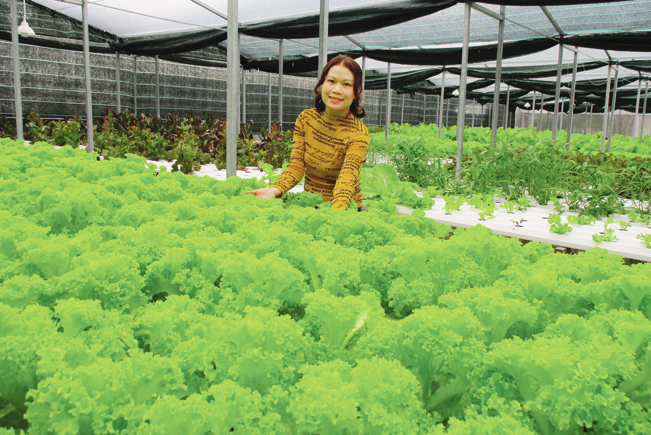 Chị Nguyễn Thị Y chăm sóc rau thủy canh. Chị Nguyễn Thị Y chăm sóc rau thủy canh.