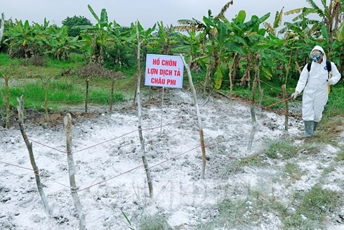 Tiêu hủy lợn mắc bệnh dịch tả lợn châu Phi được kiểm tra thường xuyên tại các địa phương. Ảnh minh họa. Tiêu hủy lợn mắc bệnh dịch tả lợn châu Phi được kiểm tra thường xuyên tại các địa phương. Ảnh minh họa.
