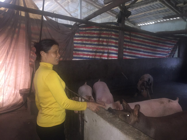 Chẳng còn thiết tha với nuôi lợn nữa, giá xuống thấp, không đủ chi phí cám bã nên chị Lê Thị Chinh chỉ còn duy trì chưa đầy chục con lợn trong trang trại của mình Chẳng còn thiết tha với nuôi lợn nữa, giá xuống thấp, không đủ chi phí cám bã nên chị Lê Thị Chinh chỉ còn duy trì chưa đầy chục con lợn trong trang trại của mình