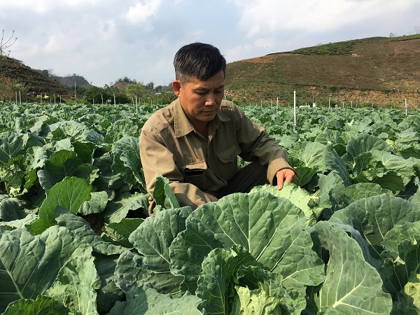 Ông Dũng đang theo dõi quá trình phát triển của rau cải bắp. Ông Dũng đang theo dõi quá trình phát triển của rau cải bắp.