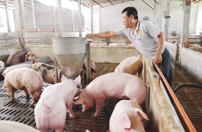 Lợn bị bệnh buộc phải tiêu hủy sẽ được tăng mức hỗ trợ. Lợn bị bệnh buộc phải tiêu hủy sẽ được tăng mức hỗ trợ.