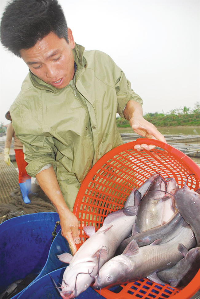 Mô hình nuôi cá nheo Mỹ của gia đình ông Đỗ Văn Nên ở xã Trung Kênh, huyện Lương Tài (Bắc Ninh) đạt hiệu quả kinh tế cao gấp 3-4 lần nuôi các giống cá truyền thống. Nguyễn Tuấn Mô hình nuôi cá nheo Mỹ của gia đình ông Đỗ Văn Nên ở xã Trung Kênh, huyện Lương Tài (Bắc Ninh) đạt hiệu quả kinh tế cao gấp 3-4 lần nuôi các giống cá truyền thống. Nguyễn Tuấn