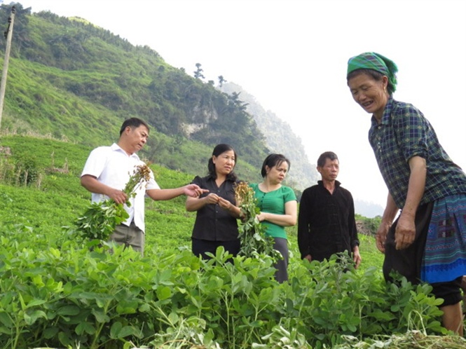 Tham quan mô hình trồng thâm canh cây lạc đỏ theo hướng VietGAP tại xã Hoàng Thu Phố, huyện Bắc Hà.