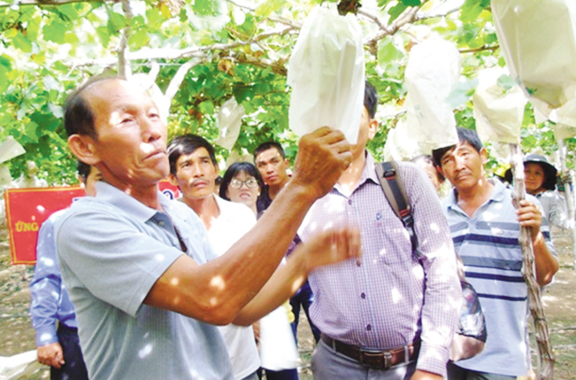 Hướng dẫn kỹ thuật bao chùm trái trên cây nho. Hướng dẫn kỹ thuật bao chùm trái trên cây nho.