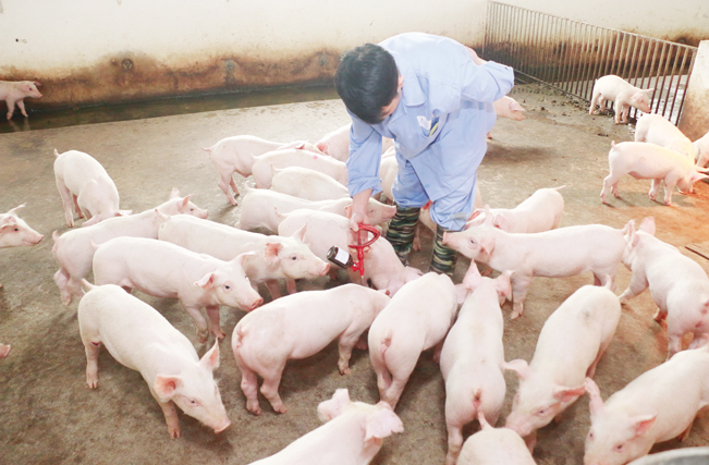 Phải áp dụng tiêu độc khử trùng thường xuyên. Phải áp dụng tiêu độc khử trùng thường xuyên.