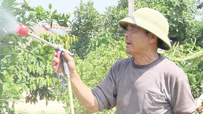 Với 3 ha đất thầu của xã, ông Nhân đã sử dụng 2ha trồng trọt, 1ha để xây dựng chuồng trại chăn nuôi quy mô 100 lợn nái và 500 lợn thịt, hơn 2.000 con gia cầm lấy trứng. Với 3 ha đất thầu của xã, ông Nhân đã sử dụng 2ha trồng trọt, 1ha để xây dựng chuồng trại chăn nuôi quy mô 100 lợn nái và 500 lợn thịt, hơn 2.000 con gia cầm lấy trứng.