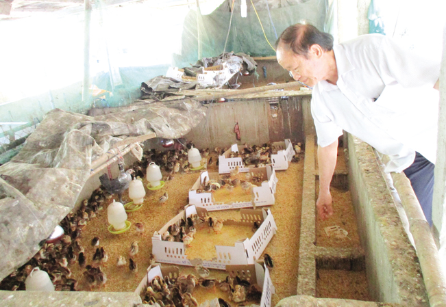 Ngoài chăn nuôi bò, trang trại của ông Sơn còn nuôi gà, phối giống heo, bán con giống cho bà con. Ngoài chăn nuôi bò, trang trại của ông Sơn còn nuôi gà, phối giống heo, bán con giống cho bà con.