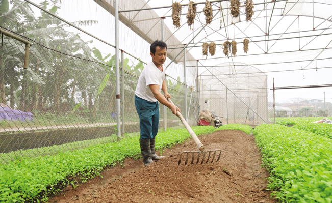 Nông dân Đặng Xá chăm sóc rau theo quy trình an toàn. Nguyễn Chương