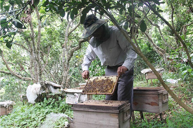 Một người dân ở thôn Nà Pất kiểm tra đàn ong trước khi quay mật. Một người dân ở thôn Nà Pất kiểm tra đàn ong trước khi quay mật.