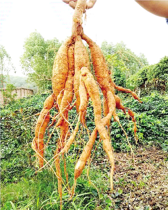 Chùm củ sâm sau 5 năm tuổi. Chùm củ sâm sau 5 năm tuổi.