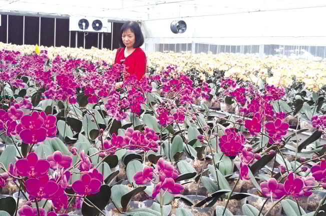 Khách tham quan ấn tượng với công nghệ áp dụng trong trang trại lan hồ điệp. Khách tham quan ấn tượng với công nghệ áp dụng trong trang trại lan hồ điệp.