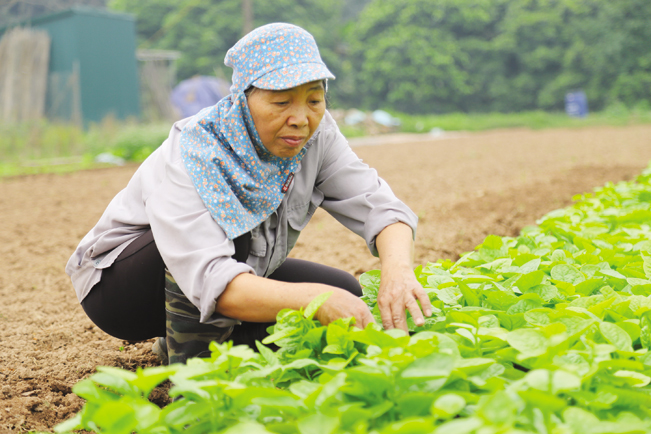 Bà Nguyễn Thị Chung chăm sóc rau.