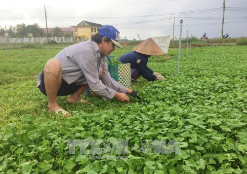Người dân xã Quảng Thạch thu hoạch rau má (Ảnh: TTXVN) Người dân xã Quảng Thạch thu hoạch rau má (Ảnh: TTXVN)