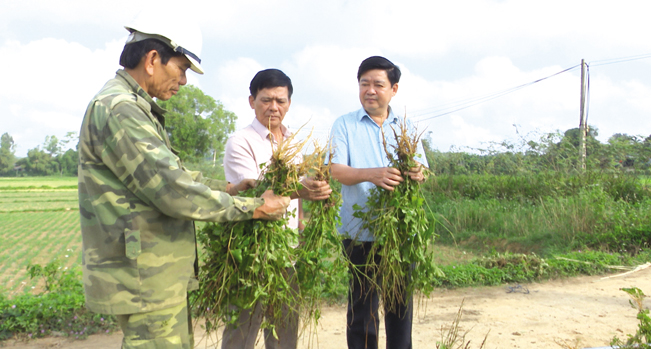 Lãnh đạo huyện Cam Lộ thăm nông dân thu hoạch cây ngưu tất cho hiệu quả cao. N.V