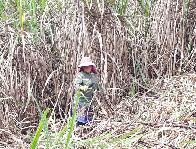 Hiện Công ty Cổ phần mía đường Sơn La đang thu hút hơn 10.000 hộ nông dân trong tỉnh tham gia vào vùng nguyên liệu. Hiện Công ty Cổ phần mía đường Sơn La đang thu hút hơn 10.000 hộ nông dân trong tỉnh tham gia vào vùng nguyên liệu.