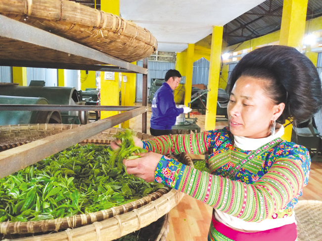 Công nhân chọn lọc sơ chế chè trước khi đưa vào máy chế biến. Công nhân chọn lọc sơ chế chè trước khi đưa vào máy chế biến.