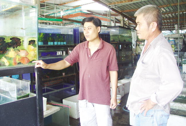 Anh Hoài Thanh đang hướng dẫn khách hàng chọn hồ chơi thủy sinh với tép kiểng. Anh Hoài Thanh đang hướng dẫn khách hàng chọn hồ chơi thủy sinh với tép kiểng.