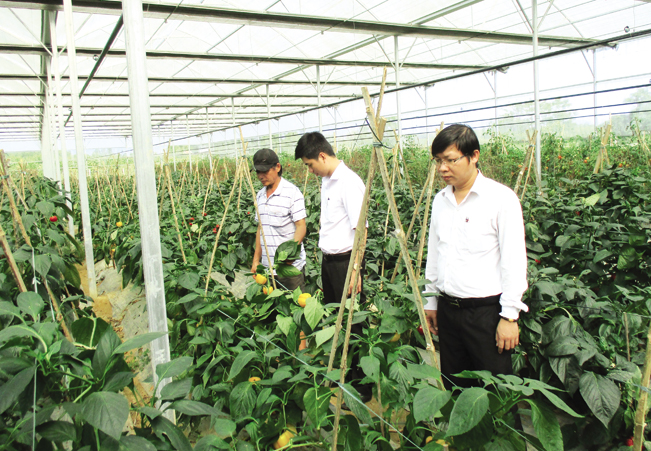 Nhiều thanh niên ở Hòa Vang (TP.Đà Nẵng) đã “đánh liều” vay vốn ngân hàng để khởi nghiệp và đã thành công. Nhiều thanh niên ở Hòa Vang (TP.Đà Nẵng) đã “đánh liều” vay vốn ngân hàng để khởi nghiệp và đã thành công.