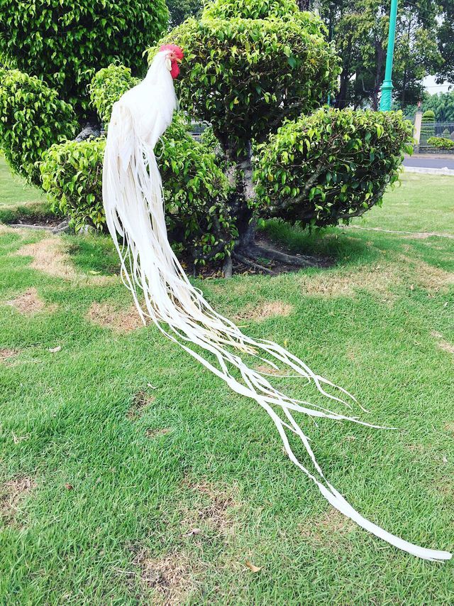 Con gà này có đuôi dài 2,1 mét, nặng 1,7 kg. Con gà này có đuôi dài 2,1 mét, nặng 1,7 kg.