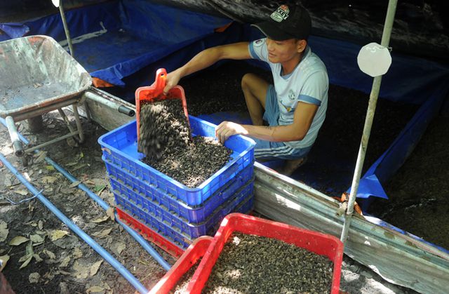Một kg trứng ruồi lính đen có thể nở và phát triển thành 3 đến 4 tấn nhộng.