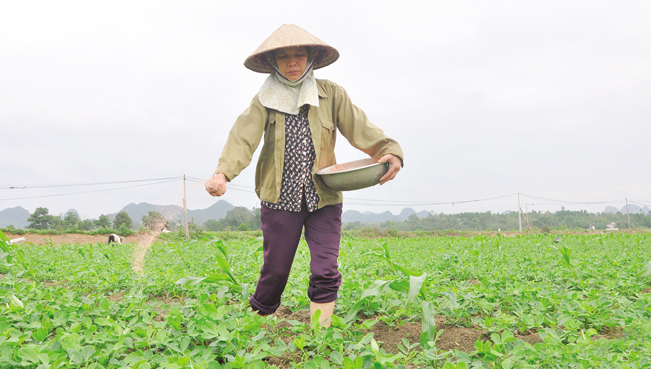 Nông dân bón phân chăm sóc cây trồng trên cánh đồng thuộc huyện Nho Quan (Ninh Bình). Nông dân bón phân chăm sóc cây trồng trên cánh đồng thuộc huyện Nho Quan (Ninh Bình).