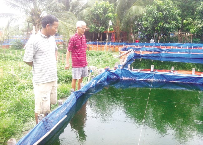 Ông Ba Đức đang kiểm tra cá bố mẹ trước khi lấy trứng cho ương cá bột. Ông Ba Đức đang kiểm tra cá bố mẹ trước khi lấy trứng cho ương cá bột.