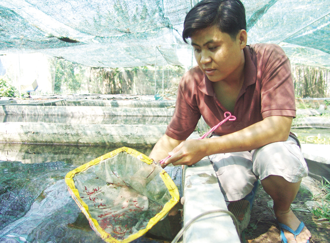 Anh Hoài Thanh đang kiểm tra đàn tép kiểng chuẩn bị xuất ra thị trường. Anh Hoài Thanh đang kiểm tra đàn tép kiểng chuẩn bị xuất ra thị trường.