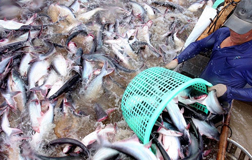 Thu hoạch cá tra ở huyện Hồng Ngự, tỉnh Đồng Tháp. Ảnh: KNVN Thu hoạch cá tra ở huyện Hồng Ngự, tỉnh Đồng Tháp. Ảnh: KNVN