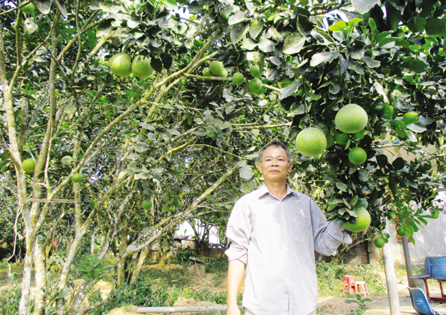 Nhờ trồng bưởi da xanh mà hàng trăm hộ dân ở Hòa Ninh ổn định cuộc sống và cây bưởi sẽ được địa phương chọn sản phẩm OCOP. Nhờ trồng bưởi da xanh mà hàng trăm hộ dân ở Hòa Ninh ổn định cuộc sống và cây bưởi sẽ được địa phương chọn sản phẩm OCOP.
