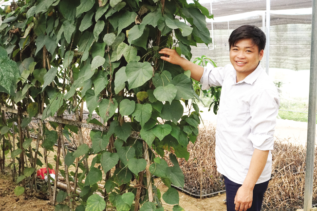 Anh Lý Tà Dèn, Giám đốc HTX Nậm Đăm giới thiệu vườn ươm cây dược liệu rộng 3.000m2, lưu giữ nhiều loài dược liệu quý. Nguyễn Quỳnh Anh Lý Tà Dèn, Giám đốc HTX Nậm Đăm giới thiệu vườn ươm cây dược liệu rộng 3.000m2, lưu giữ nhiều loài dược liệu quý. Nguyễn Quỳnh