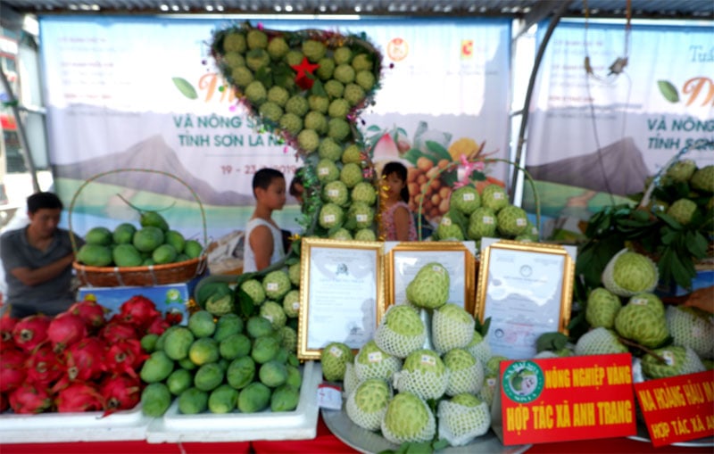 Các loại trái cây được cung ứng tại Tuần lễ Nhãn và nông sản Sơn La, đa dạng và đều được gắn tem truy xuất nguồn gốc. Các loại trái cây được cung ứng tại Tuần lễ Nhãn và nông sản Sơn La, đa dạng và đều được gắn tem truy xuất nguồn gốc.