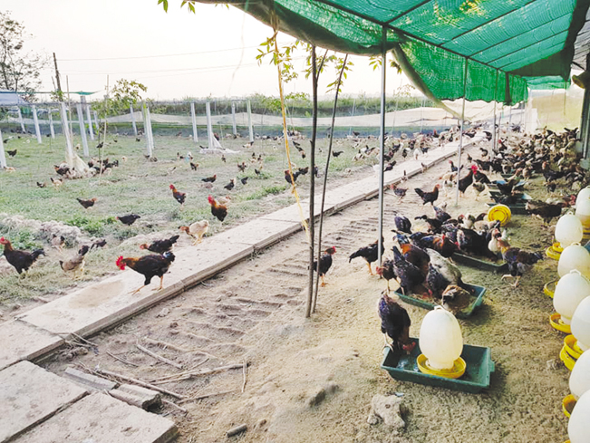 Khu chăn nuôi gà bán tự nhiên tại Nông trại. Khu chăn nuôi gà bán tự nhiên tại Nông trại.
