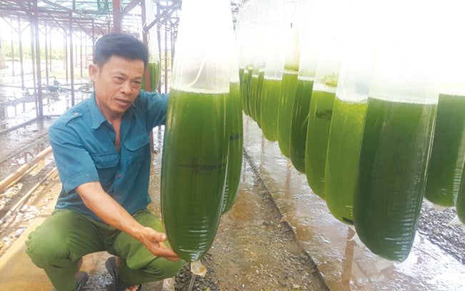 Gia đình ông Nguyễn Đốc Ngữ, ở thôn Lương Điền, xã Đông Cơ, huyện Tiền Hải mỗi năm kiếm tiền tỷ nhờ nuôi cấy vi tảo. Phạm Quân Gia đình ông Nguyễn Đốc Ngữ, ở thôn Lương Điền, xã Đông Cơ, huyện Tiền Hải mỗi năm kiếm tiền tỷ nhờ nuôi cấy vi tảo. Phạm Quân