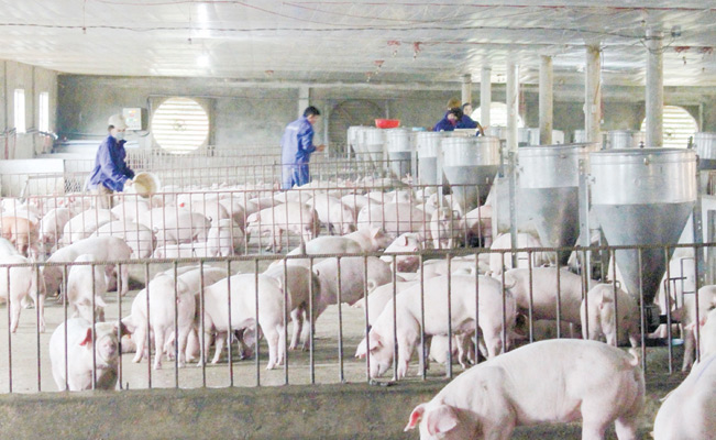 Chăn nuôi an toàn sinh học là biện pháp phòng chống dịch tả lợn châu Phi hiệu quả. Tư liệu Chăn nuôi an toàn sinh học là biện pháp phòng chống dịch tả lợn châu Phi hiệu quả. Tư liệu
