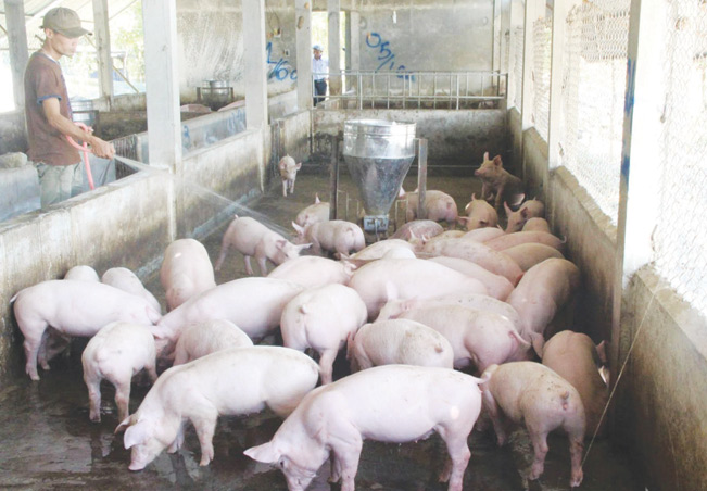 Thời điểm này người chăn nuôi không nên vội tái đàn. Thời điểm này người chăn nuôi không nên vội tái đàn.