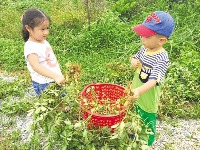 Trẻ em thành phố đến đây được tham gia trải nghiệm thu hoạch rau, lạc, trứng gà... Trẻ em thành phố đến đây được tham gia trải nghiệm thu hoạch rau, lạc, trứng gà...