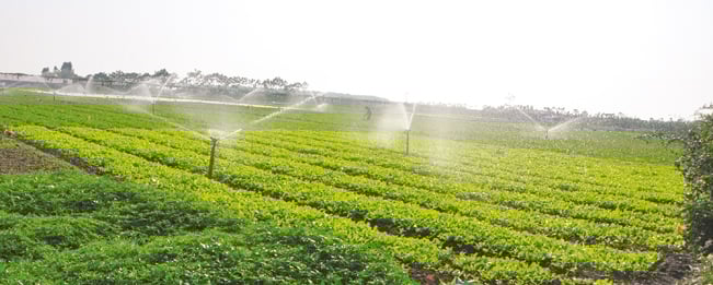 Toàn cảnh Nông trại chia sẻ rộng 17ha ở Phúc Thọ (Hà Nội). Toàn cảnh Nông trại chia sẻ rộng 17ha ở Phúc Thọ (Hà Nội).