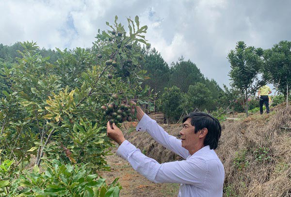 Mắc ca là loài cây Mắc ca là loài cây
