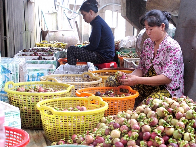 Thu mua măng cụt. Thu mua măng cụt.
