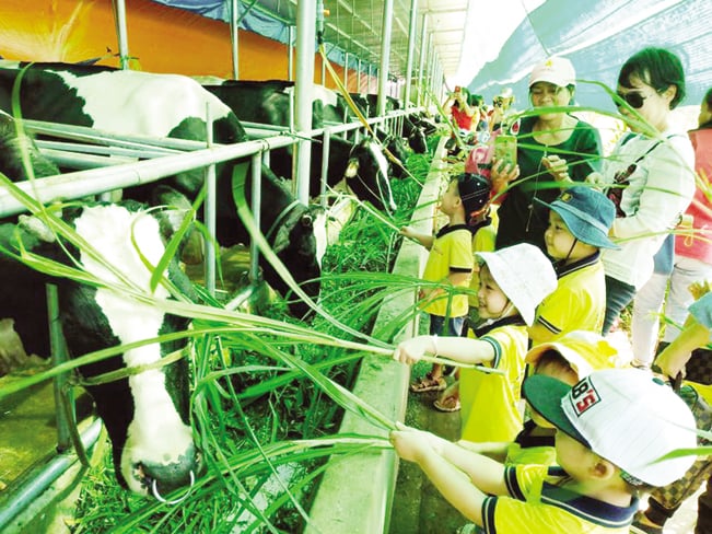 Khu nuôi bò sữa hữu cơ thường xuyên đón khách, trẻ em tới thăm quan, trải nghiệm du lịch sinh thái. Khu nuôi bò sữa hữu cơ thường xuyên đón khách, trẻ em tới thăm quan, trải nghiệm du lịch sinh thái.