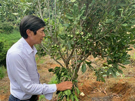 Ông Trần Vinh, một người đàn ông rắn rỏi, quyết tâm trong công việc trồng thành công cây mắc ca cho loại hạt được mệnh danh là Ông Trần Vinh, một người đàn ông rắn rỏi, quyết tâm trong công việc trồng thành công cây mắc ca cho loại hạt được mệnh danh là